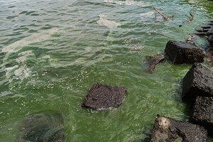 В Одессе начало цвести море: оно позеленело (фото, видео)