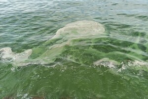 В Одессе начало цвести море: оно позеленело (фото, видео)