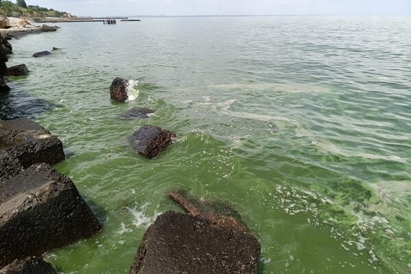 В Одессе начало цвести море: оно позеленело (фото, видео)