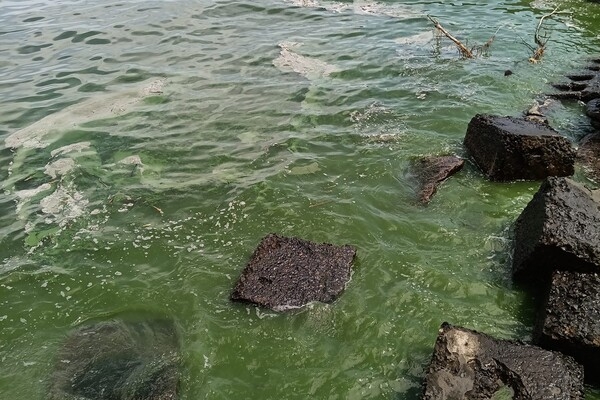 В Одессе начало цвести море: оно позеленело (фото, видео)