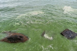 В Одессе начало цвести море: оно позеленело (фото, видео)