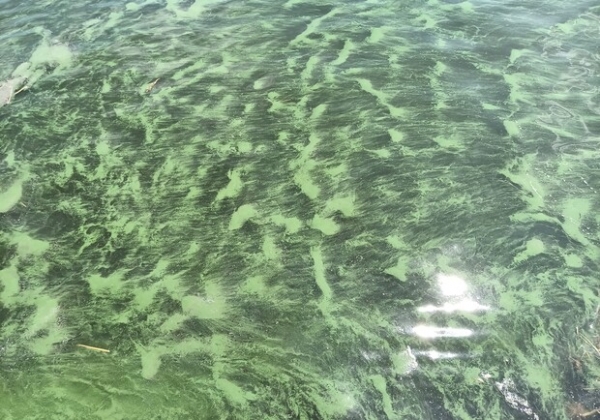 В Одессе начало цвести море: оно позеленело (фото, видео)